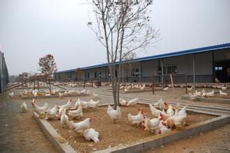 New breeds of layer hens in Hubei Province fill domestic gaps