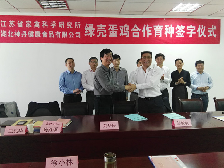 Hubei Shendan and Jiangsu Provincial Institute of Poultry Science signed a laying hen cooperation agreement